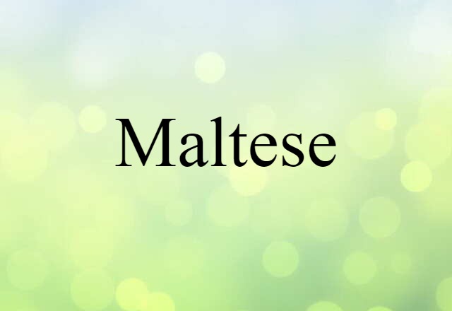 Maltese