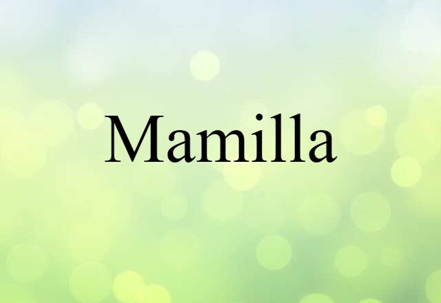 Mamilla (noun) Definition, Meaning & Examples