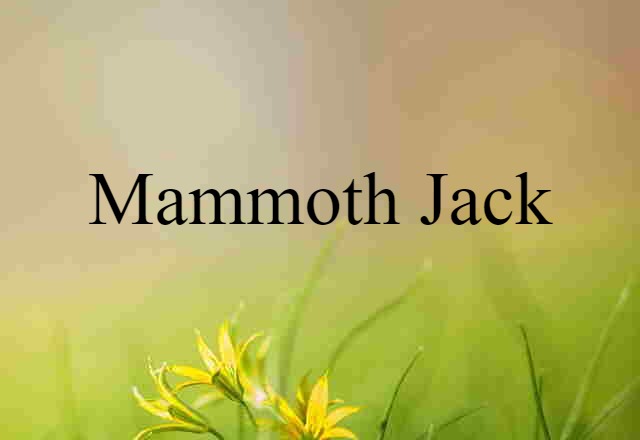 mammoth jack