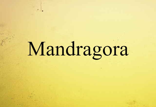 mandragora