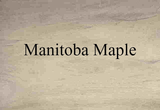 Manitoba Maple (noun) Definition, Meaning & Examples