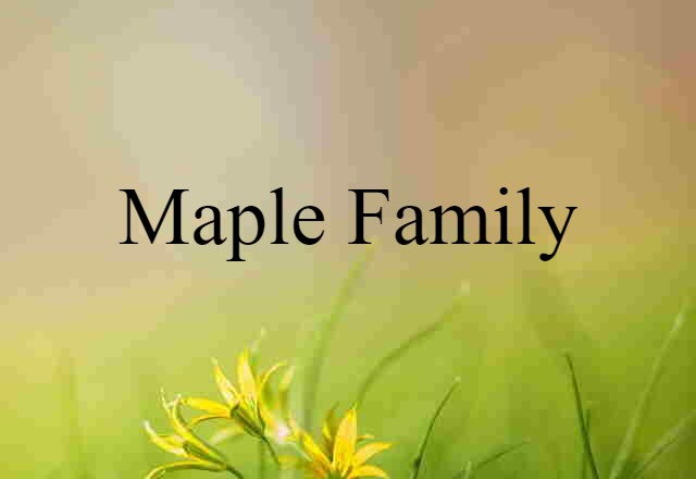 maple family