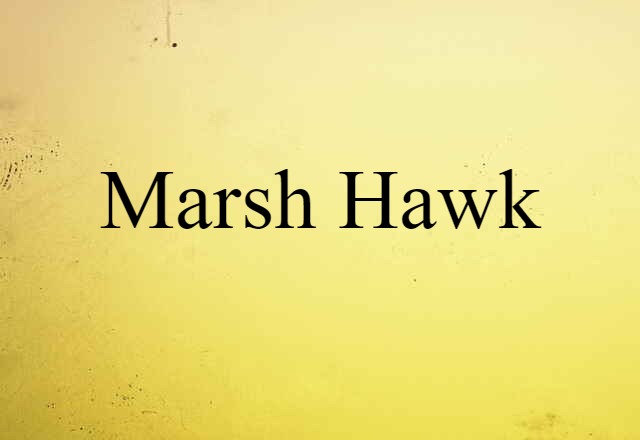 marsh hawk