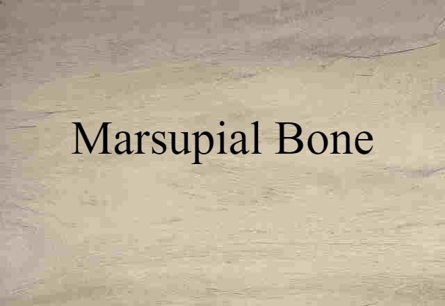 marsupial bone