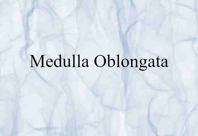 medulla oblongata