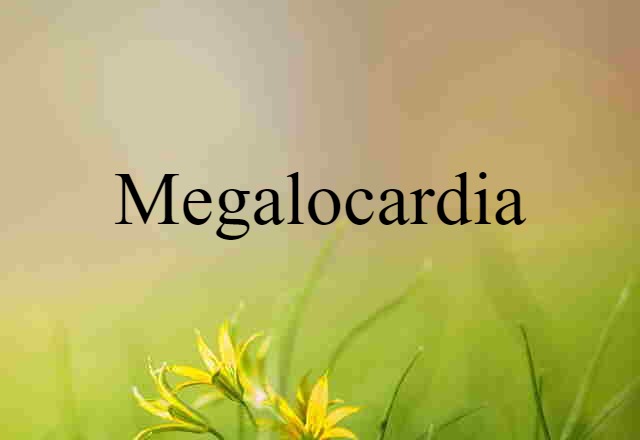 megalocardia