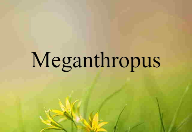 Meganthropus