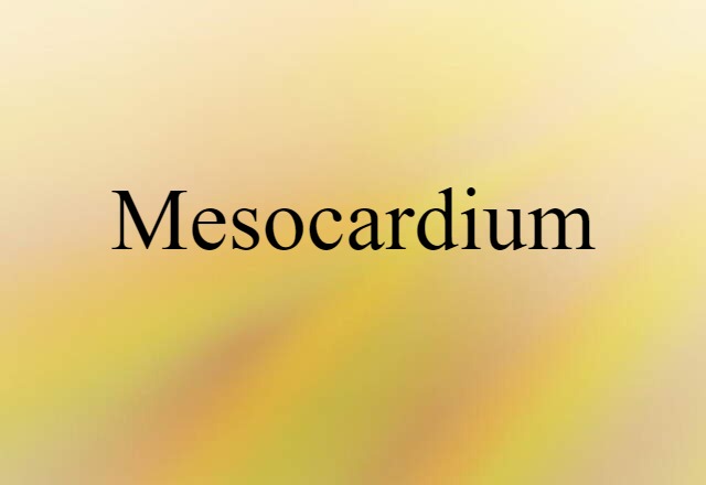 Mesocardium (noun) Definition, Meaning & Examples