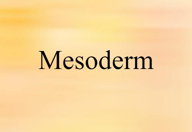 mesoderm