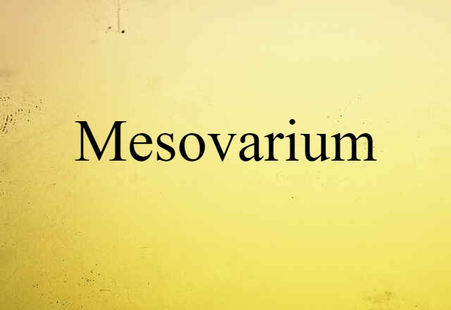 Mesovarium (noun) Definition, Meaning & Examples