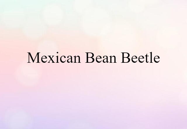 Mexican bean beetle