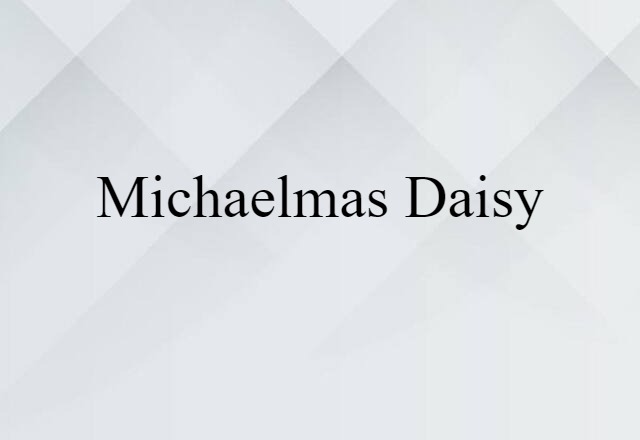 Michaelmas daisy