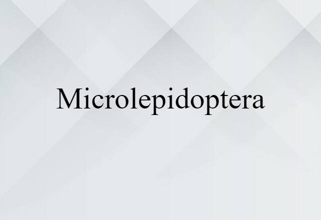 Microlepidoptera (noun) Definition, Meaning & Examples