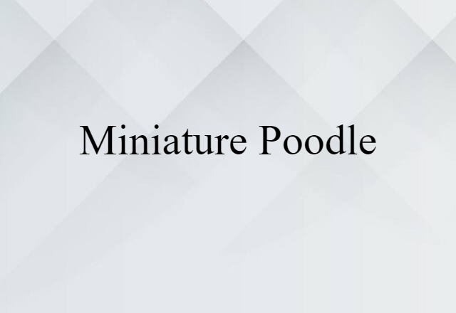 miniature poodle