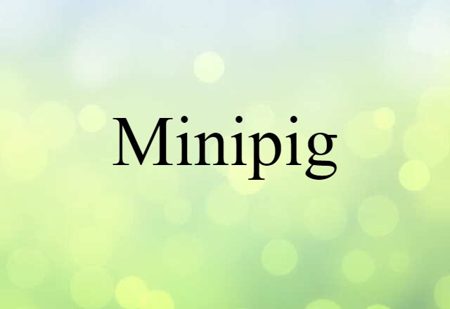 minipig