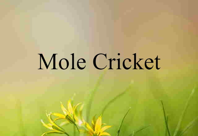 Mole Cricket (noun) Definition, Meaning & Examples