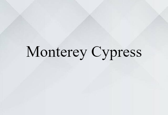 Monterey cypress