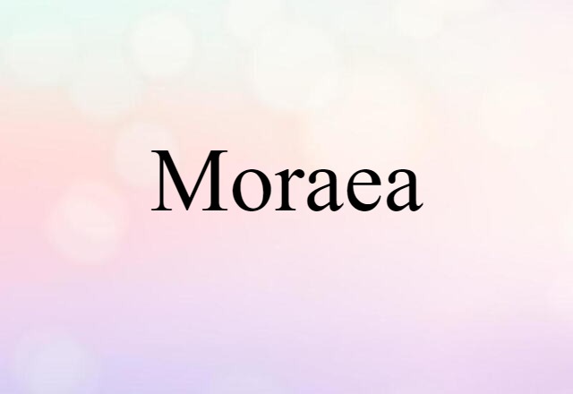 Moraea (noun) Definition, Meaning & Examples