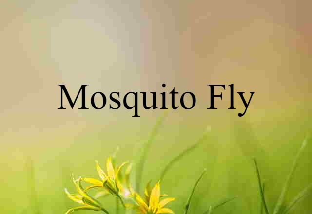 Mosquito Fly (noun) Definition, Meaning & Examples