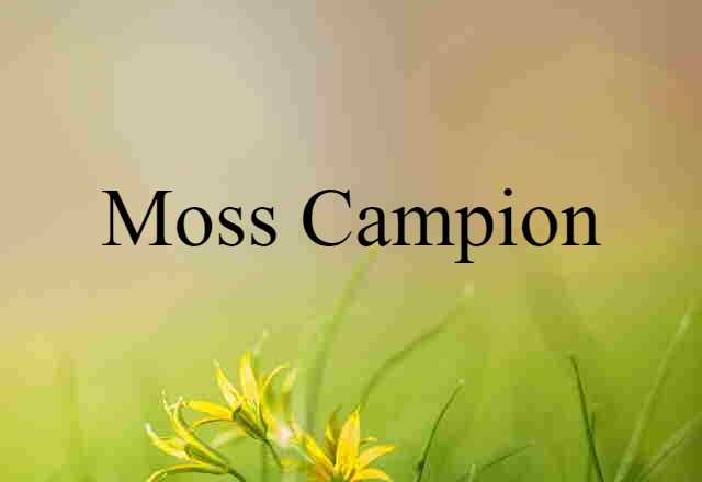 moss campion