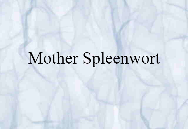 mother spleenwort