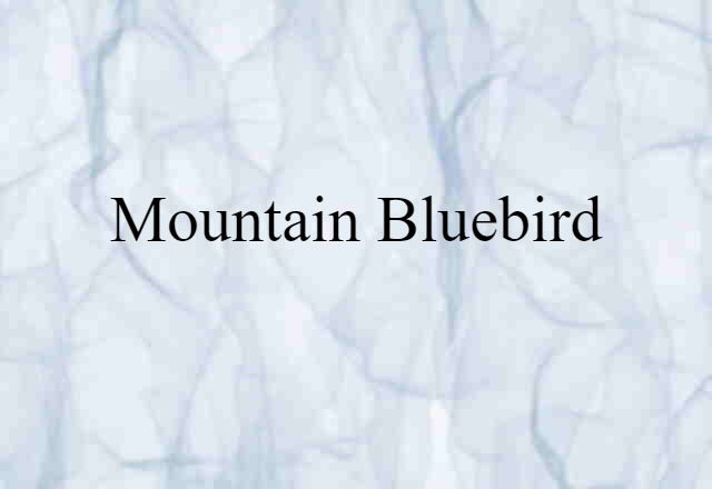 mountain bluebird