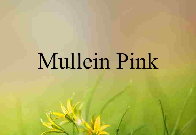 mullein pink