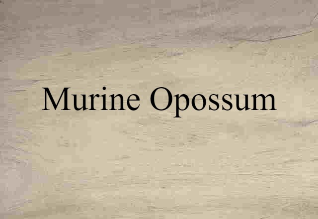 Murine Opossum (noun) Definition, Meaning & Examples