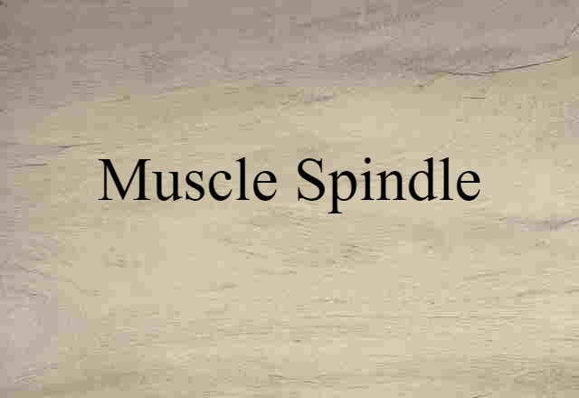 muscle spindle