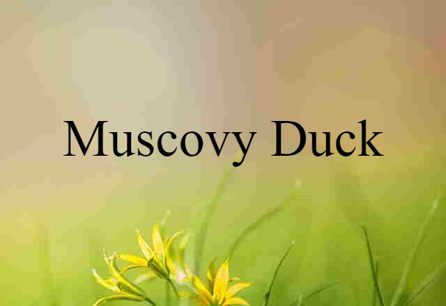 Muscovy duck