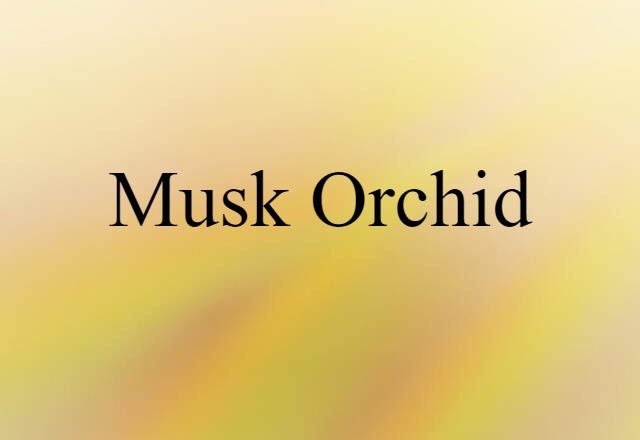 Musk Orchid (noun) Definition, Meaning & Examples