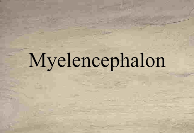 Myelencephalon (noun) Definition, Meaning & Examples