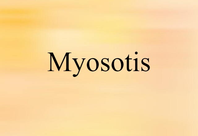 myosotis