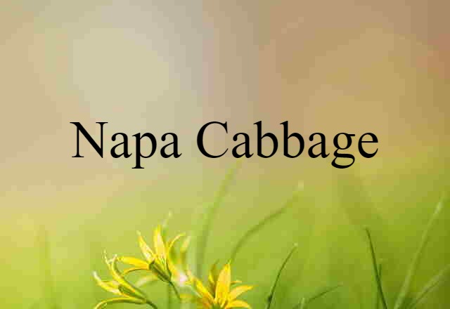 Napa Cabbage (noun) Definition, Meaning & Examples