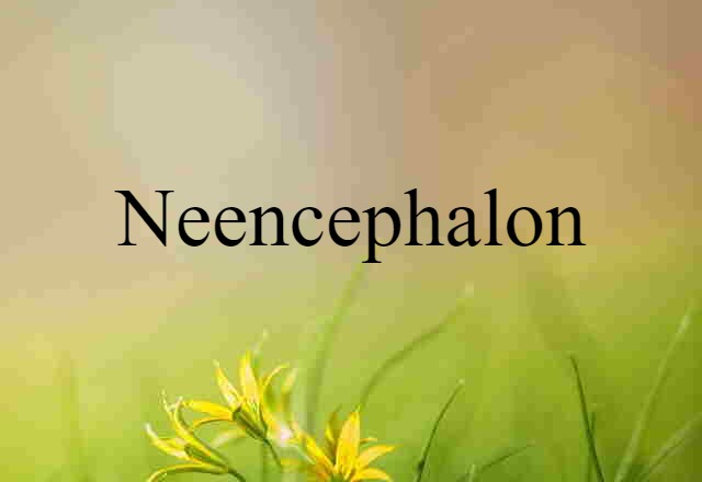 Neencephalon (noun) Definition, Meaning & Examples