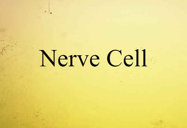 Nerve Cell (noun) Definition, Meaning & Examples