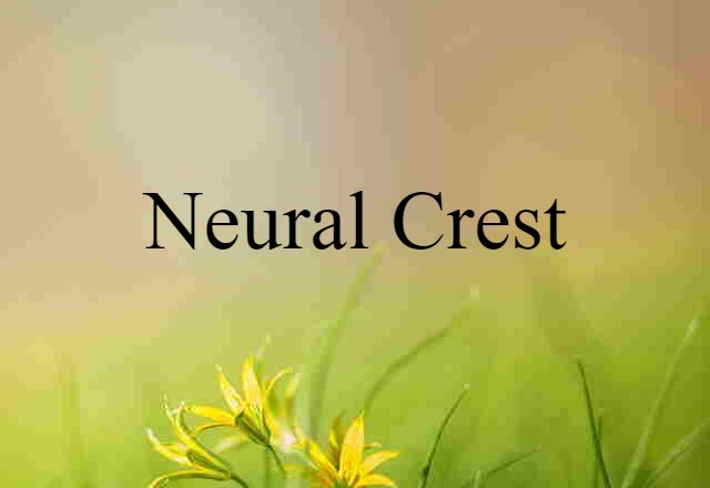 neural crest