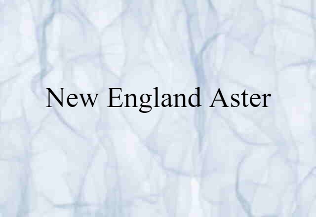 New England Aster (noun) Definition, Meaning & Examples