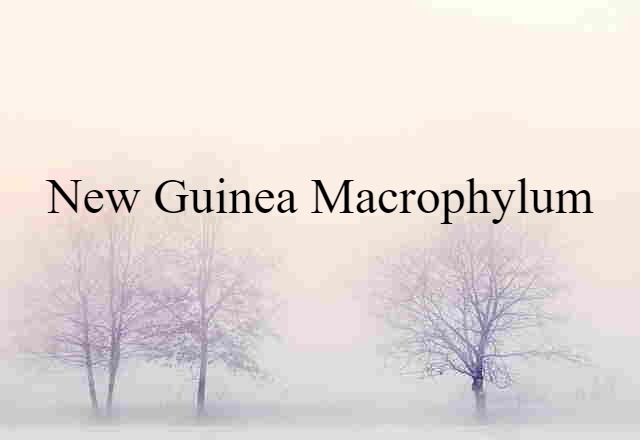 New Guinea macrophylum