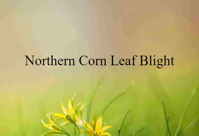 northern corn-leaf blight