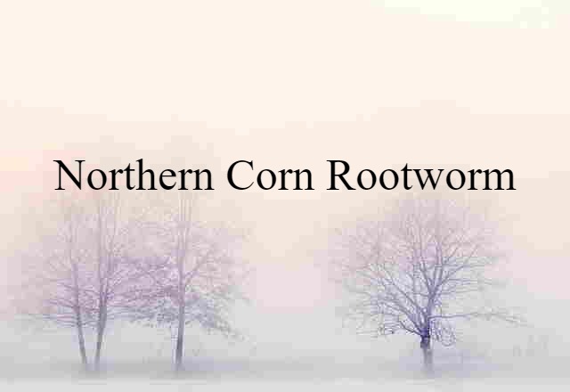 northern corn rootworm