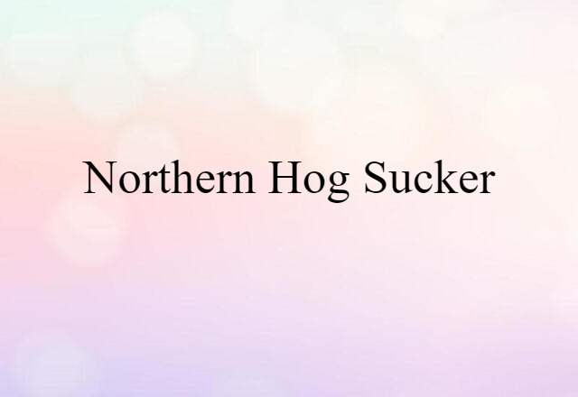 northern hog sucker