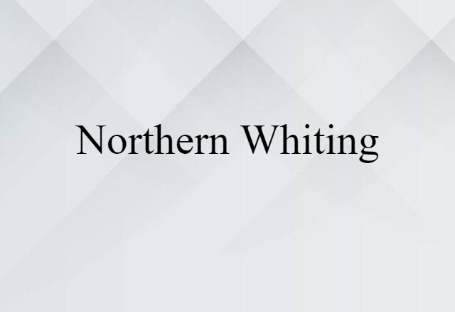 northern whiting