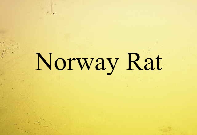 Norway Rat (noun) Definition, Meaning & Examples