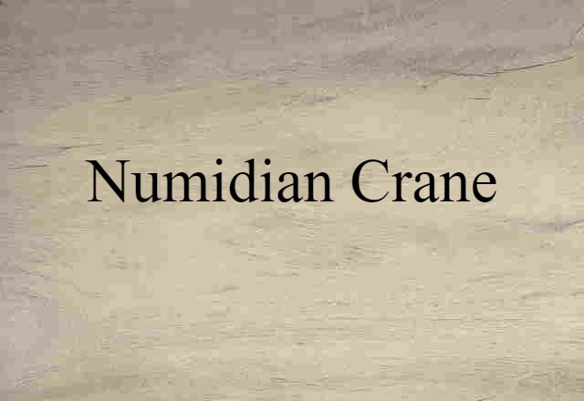 Numidian Crane (noun) Definition, Meaning & Examples