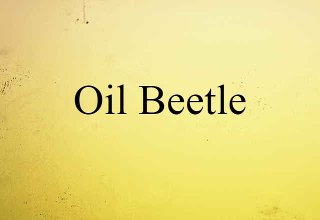 oil beetle