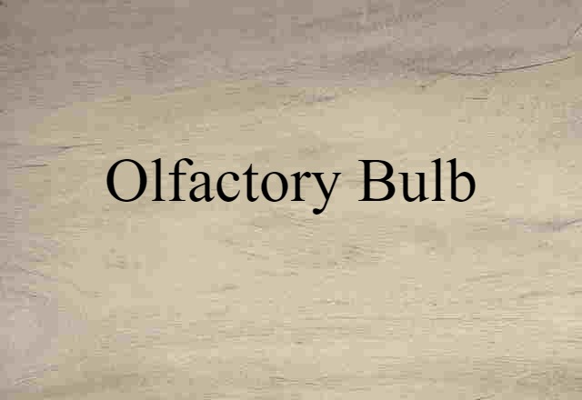 Olfactory Bulb (noun) Definition, Meaning & Examples