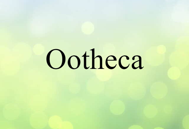 ootheca