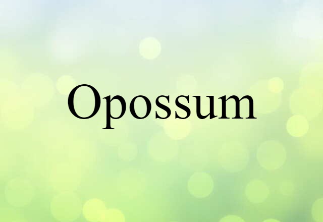 opossum