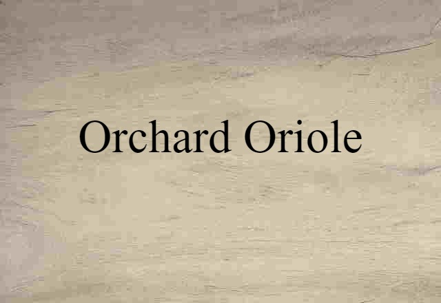 orchard oriole